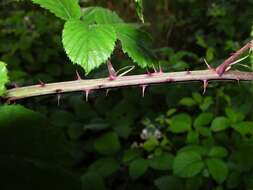 Sivun Rubus elegantispinosus (Schumacher) H. E. Weber kuva