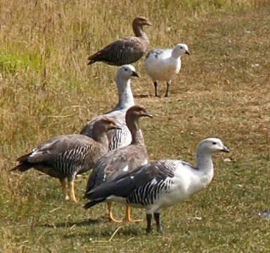 Image of magellan goose, upland goose