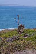 Image of Aloe distans Haw.