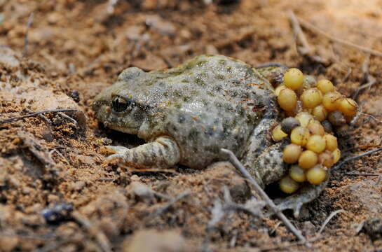 Image of Midwife toads