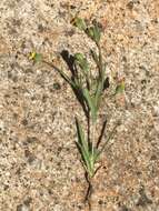 Image of Yosemite tarweed