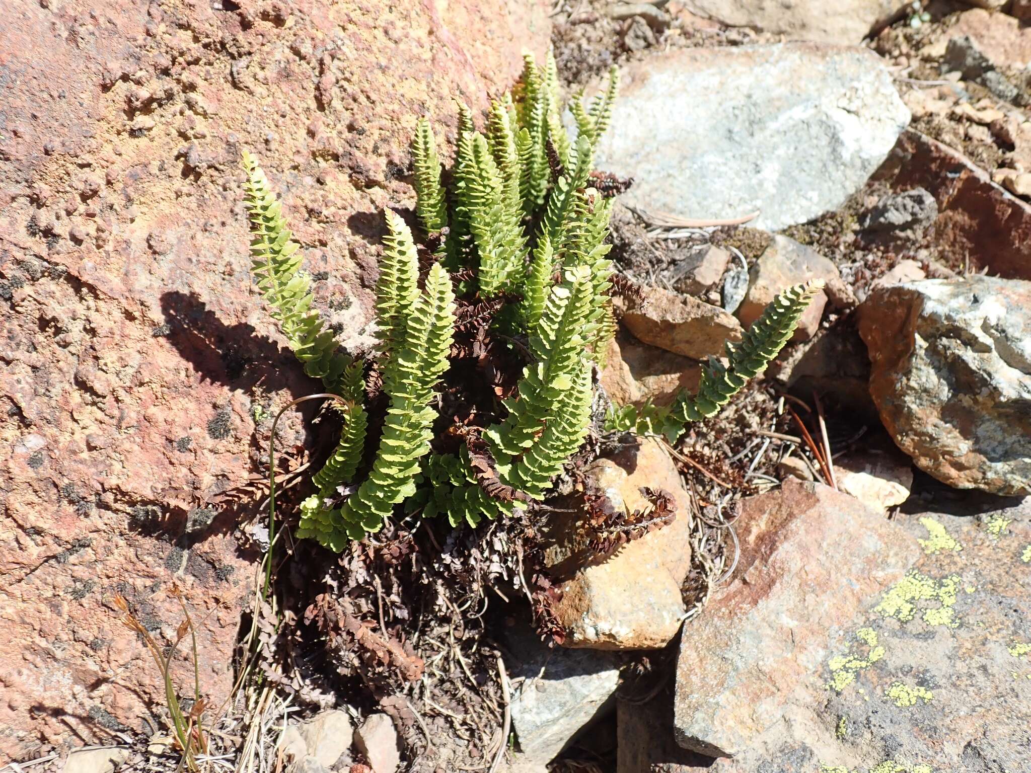 Image de Polystic de Lemmon