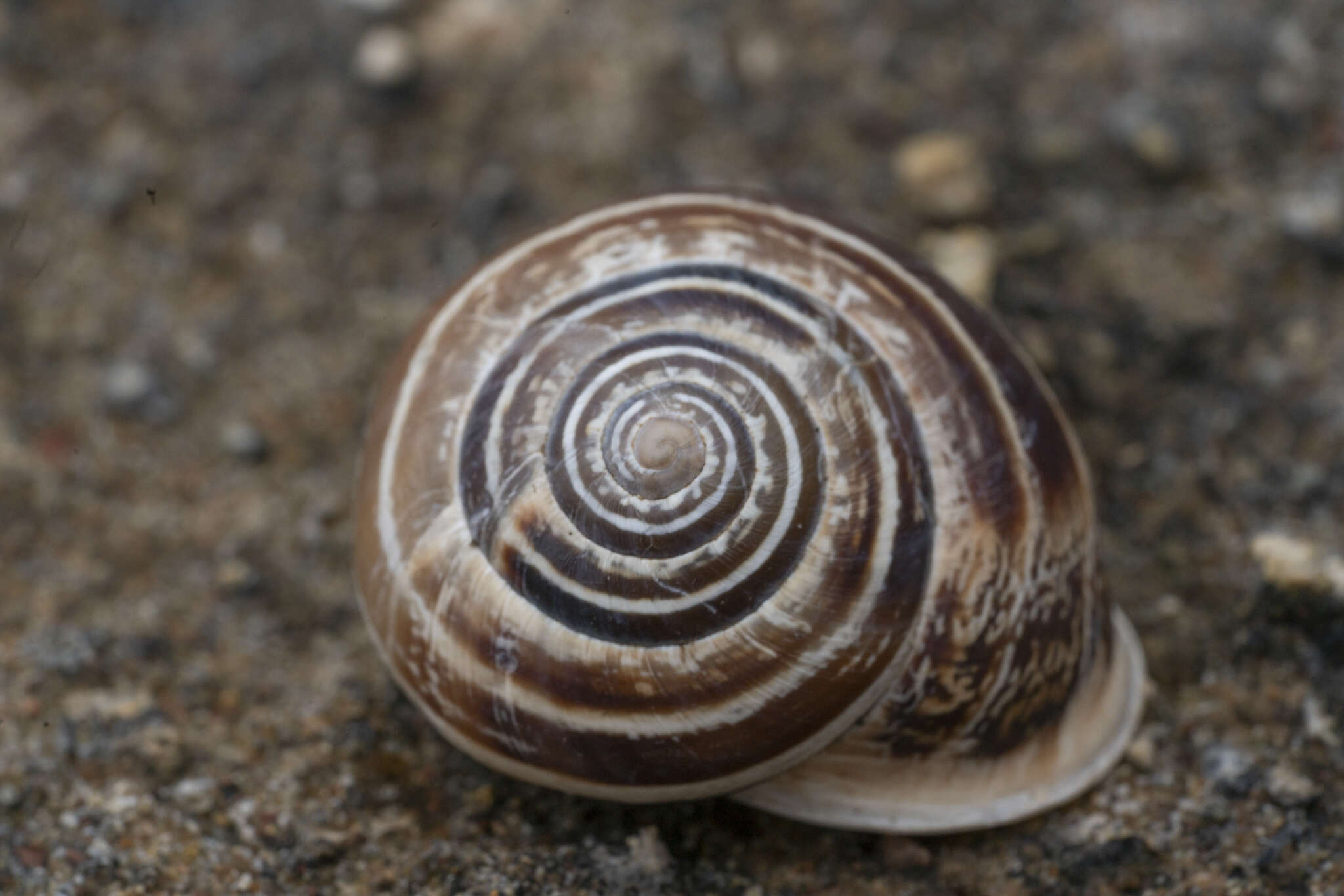 Image of Helicidae