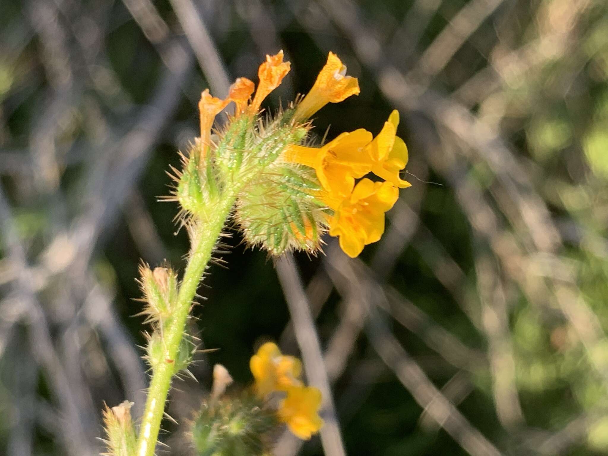 Image of Menzies' fiddleneck