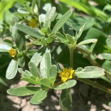 Image of Portulaca oleracea var. oleracea