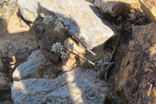 Image of Crassula namaquensis Schönl. & Baker fil.