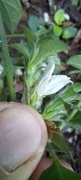 Image of Hairy buckweed