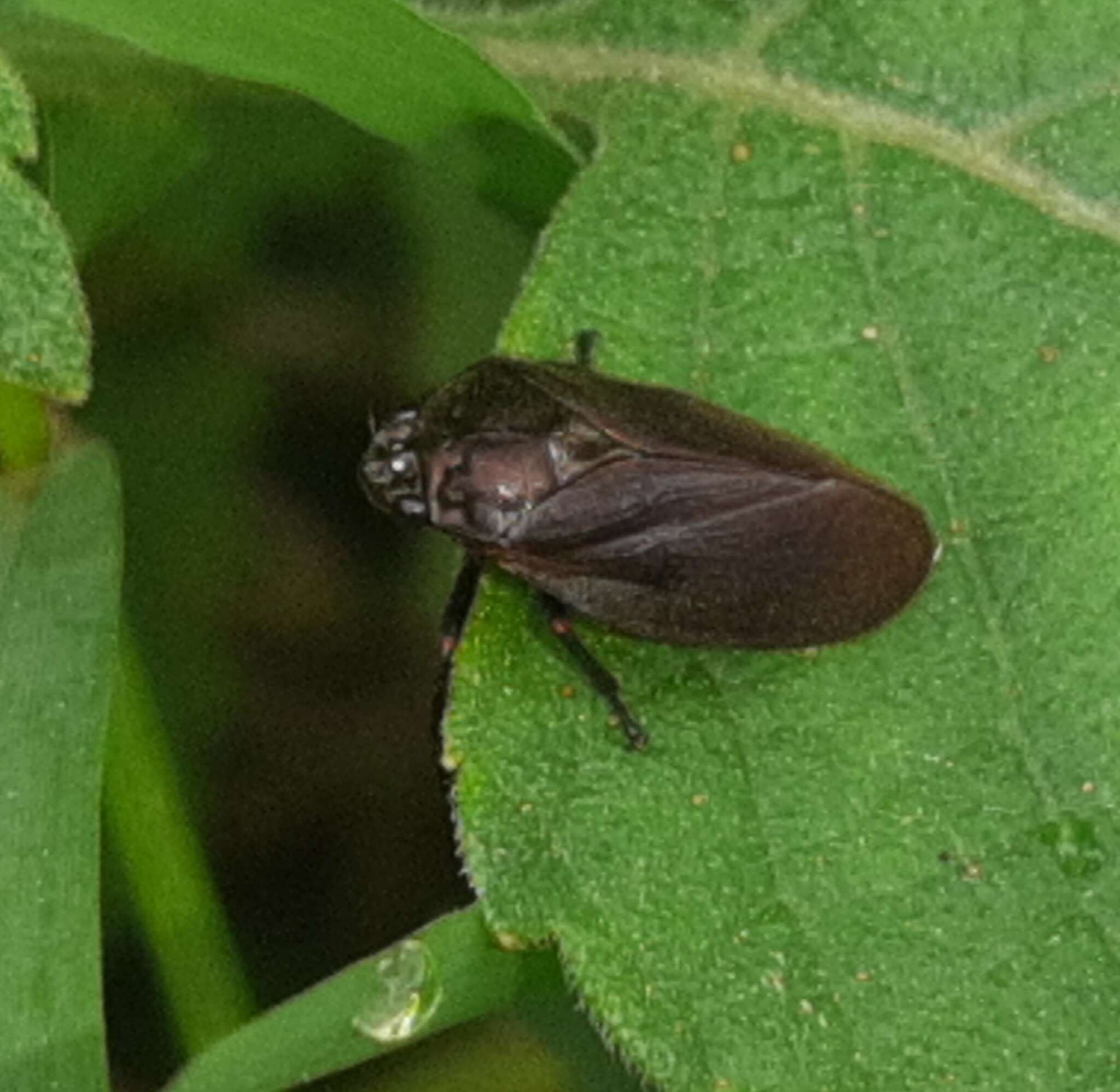 Image of Zulia (Neozulia) vilior (Fowler 1897)