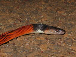 Image of Tschudi's False Coral Snake