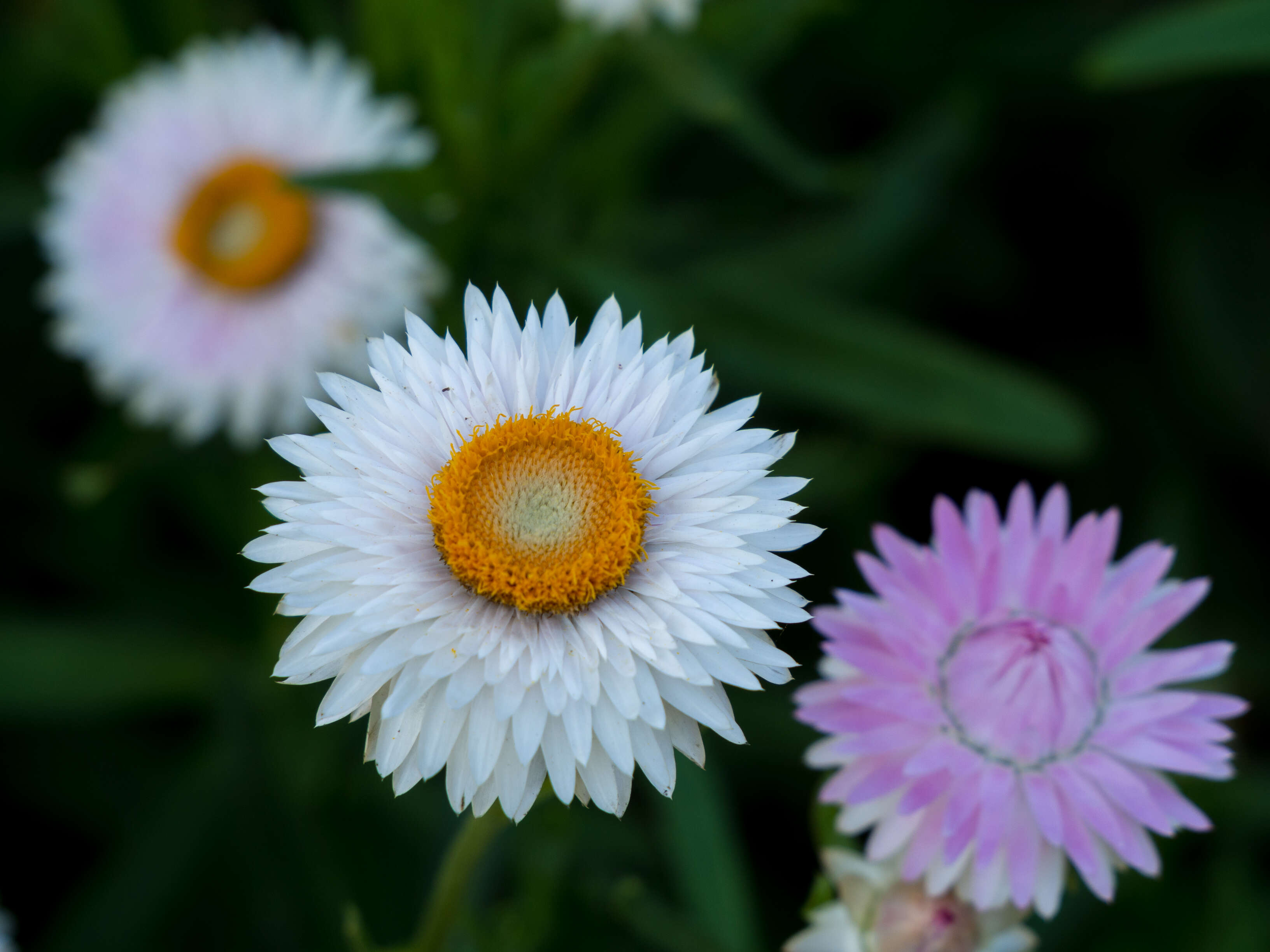 Image of bracted strawflower