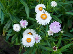 Image of bracted strawflower