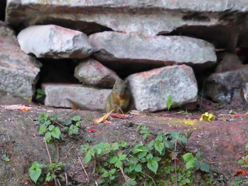 Image of Orange-bellied Himalayan Squirrel