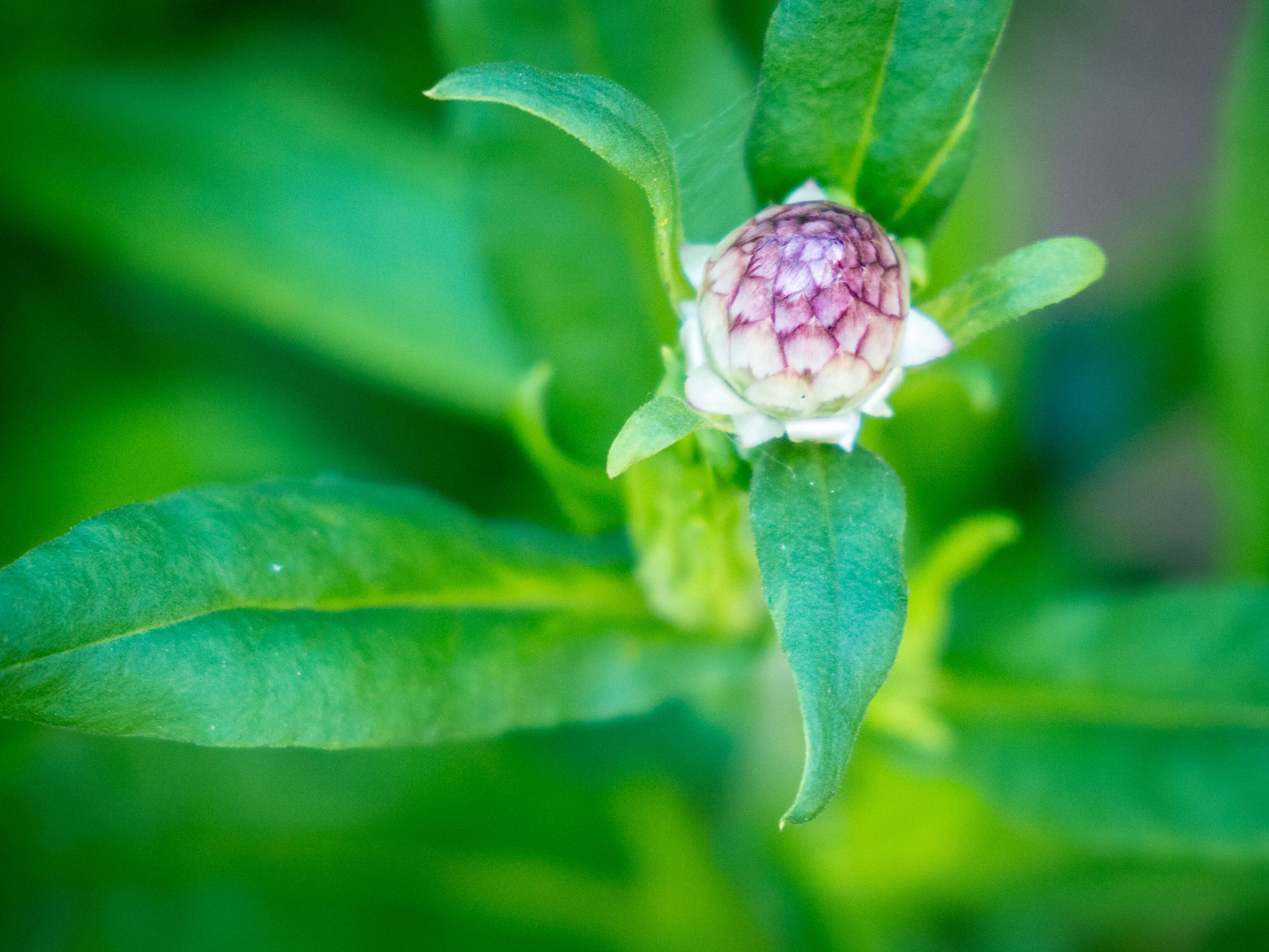 Image of bracted strawflower