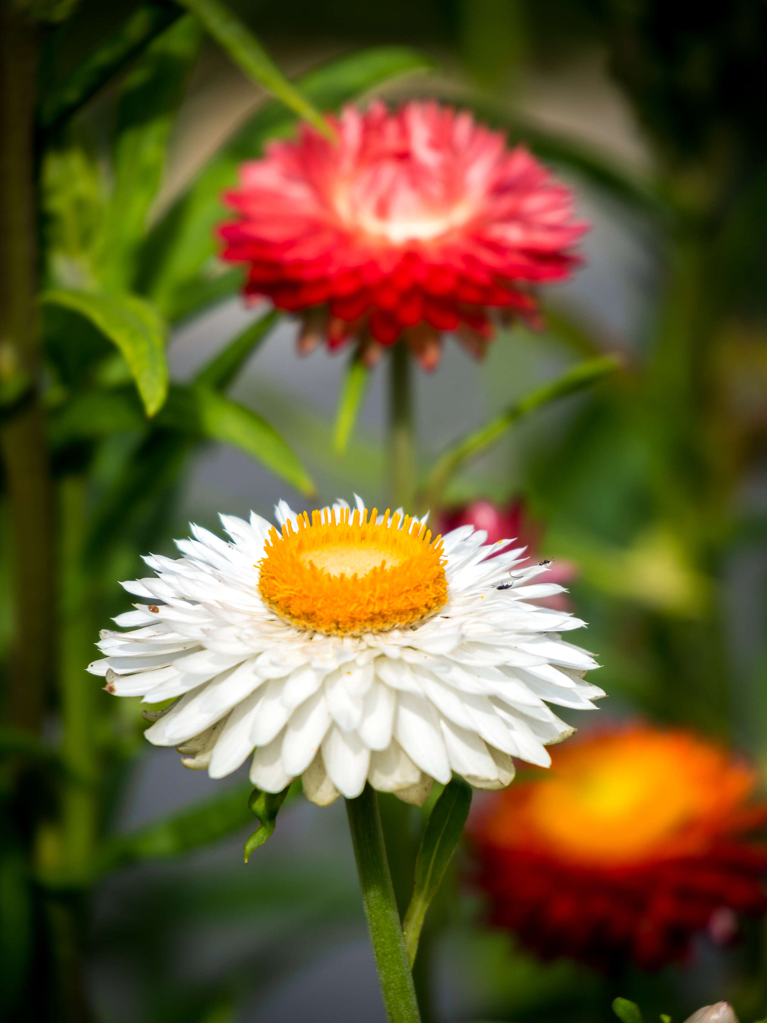 Image of bracted strawflower