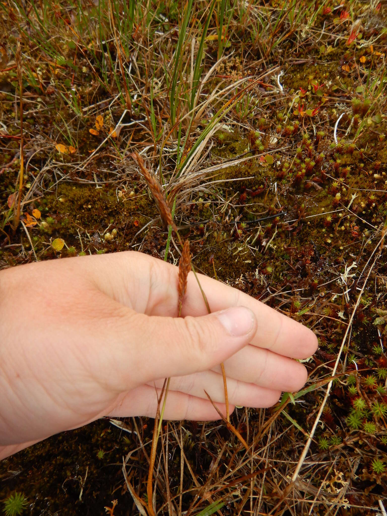 Image of Holm's reedgrass