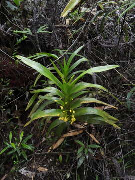 Image of Maxillaria aurea (Poepp. & Endl.) L. O. Williams