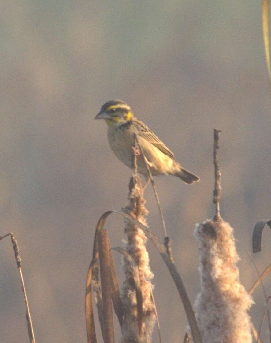 Image de Tisserin du Bengale