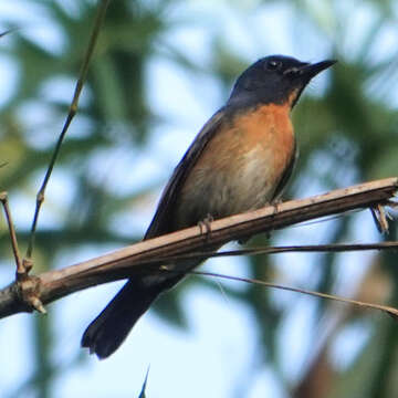 Image of Indochinese Blue Flycatcher