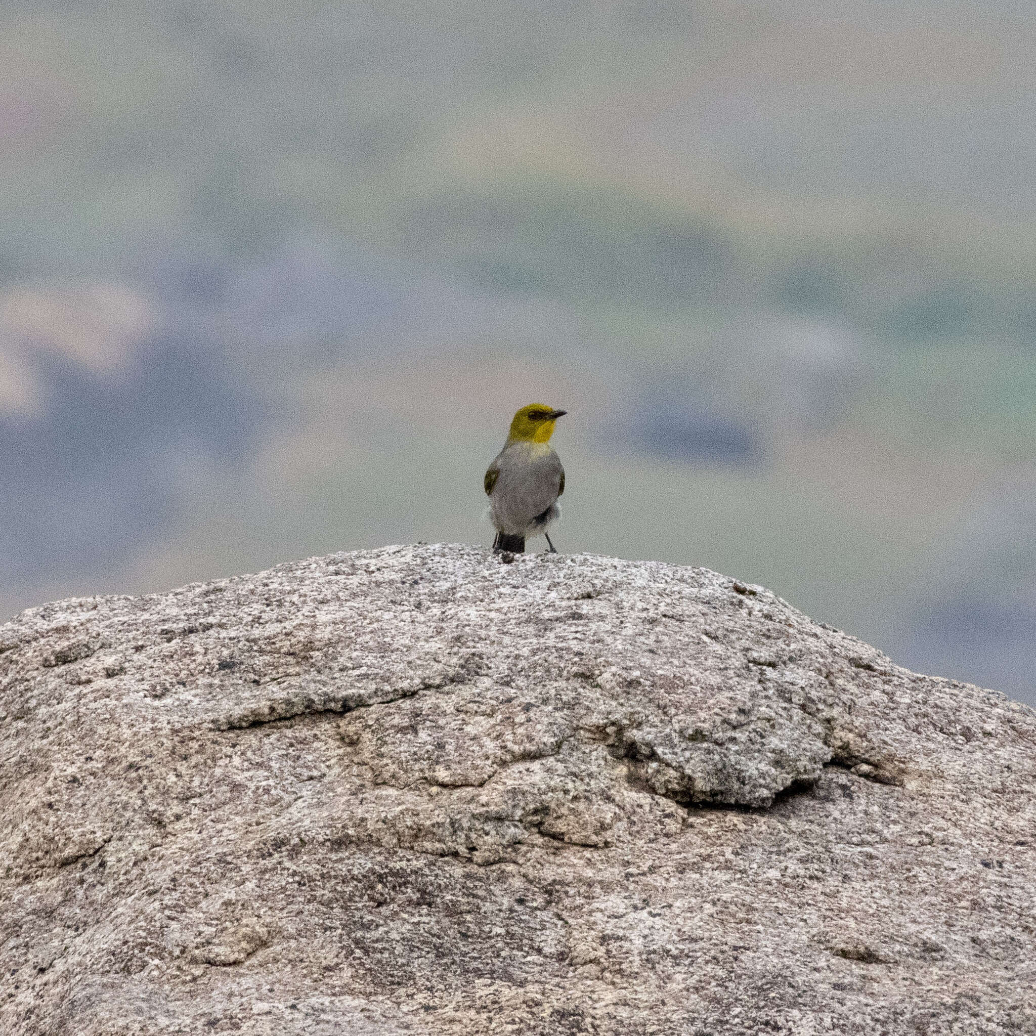 Image of Yellow-throated Bulbul