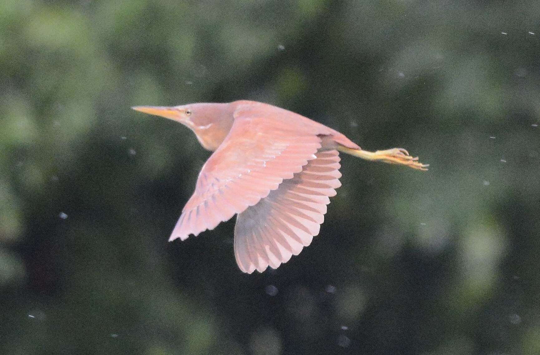 Image of Cinnamon Bittern