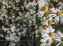 Image of Felicia filifolia subsp. filifolia