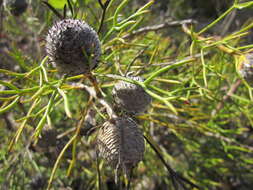 Image of nodding coneflower