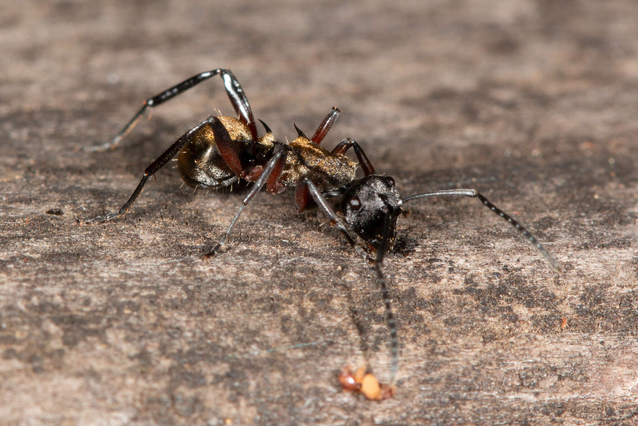 صورة Polyrhachis rufifemur Forel 1907