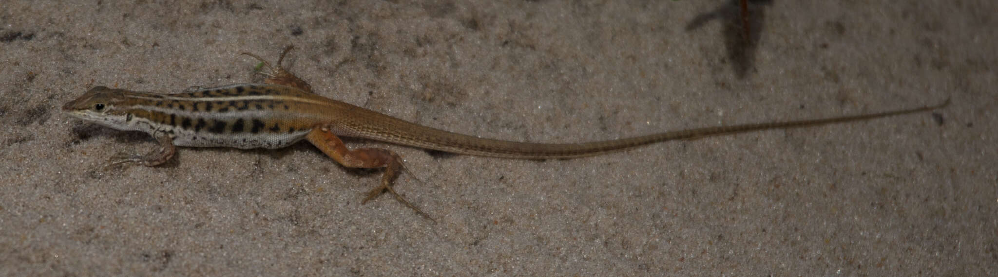 Image of Bushveld Lizard