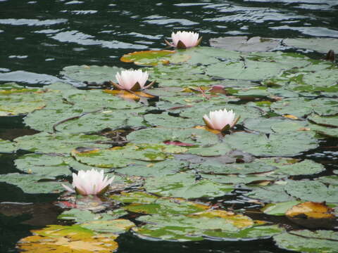 Image of European white waterlily