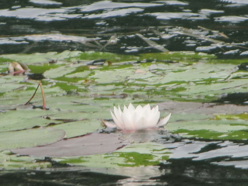 Image of European white waterlily