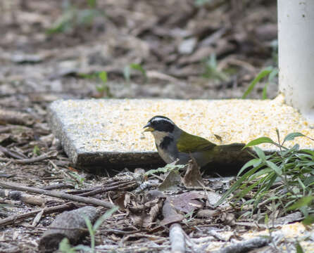 Image of Half-collared Sparrow