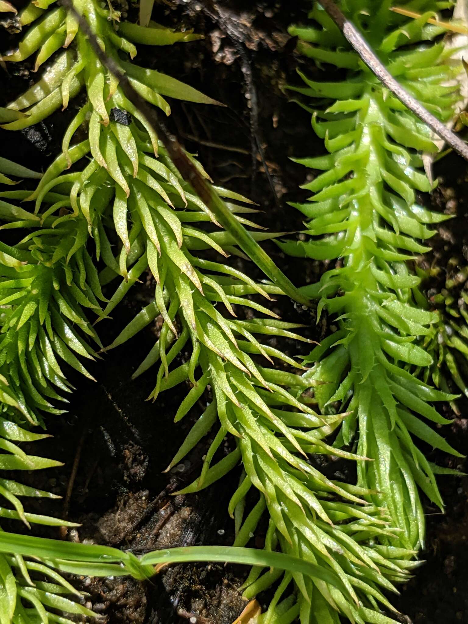 Image of Northern Appressed Club-Moss