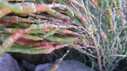 Image of Salicornia littorea (Moss) Piirainen & G. Kadereit