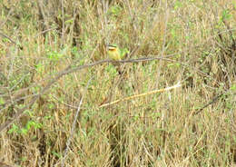 Image of Merops pusillus meridionalis (Sharpe 1892)