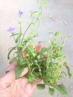 Image of edging lobelia