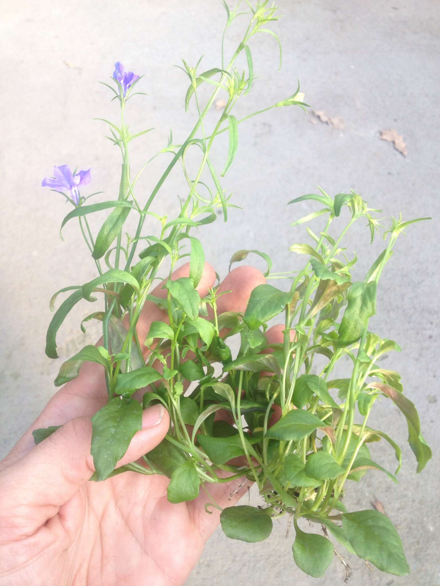 Image of edging lobelia