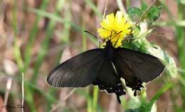 صورة Parides bunichus (Hübner 1821)