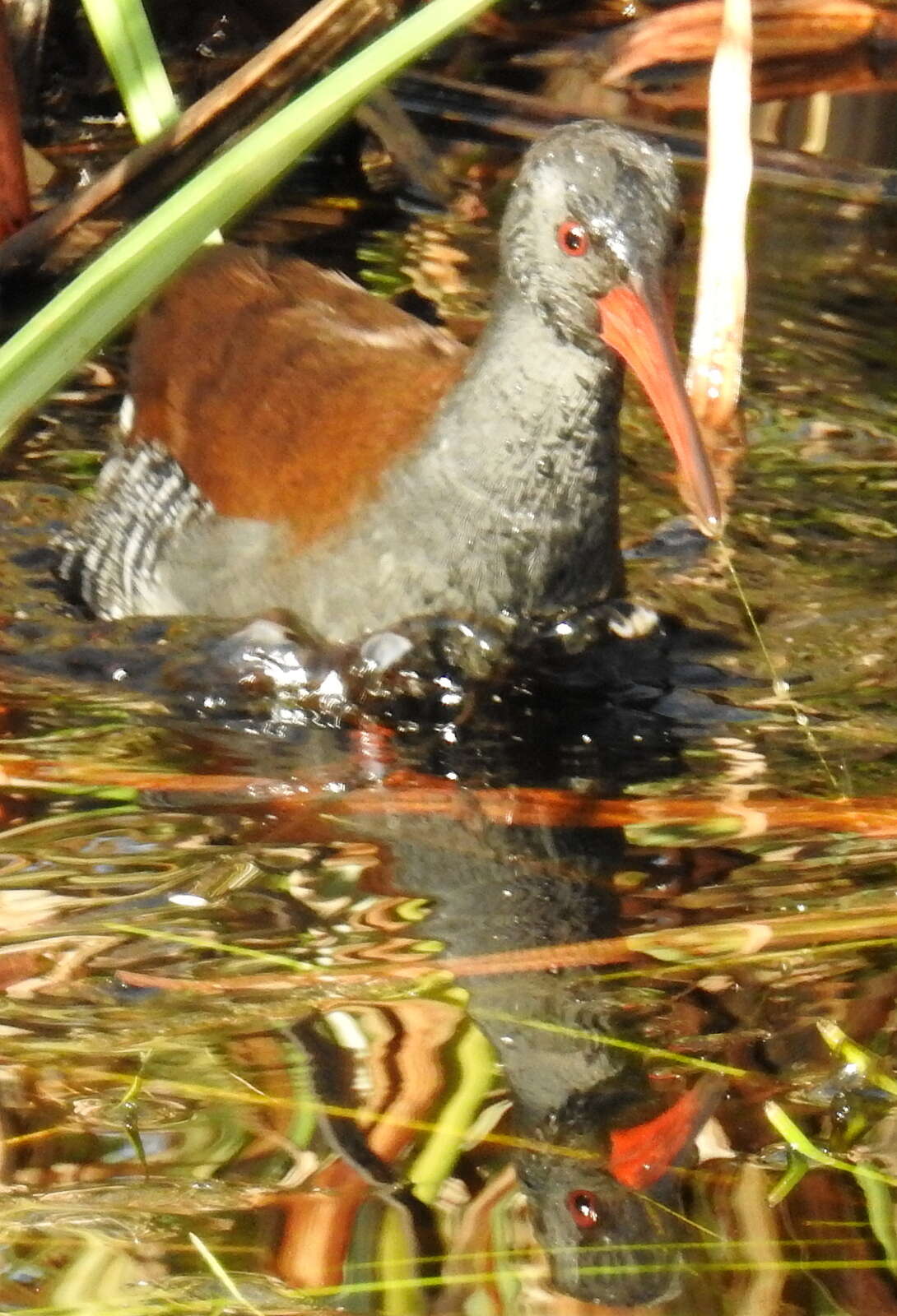 Image of African Rail