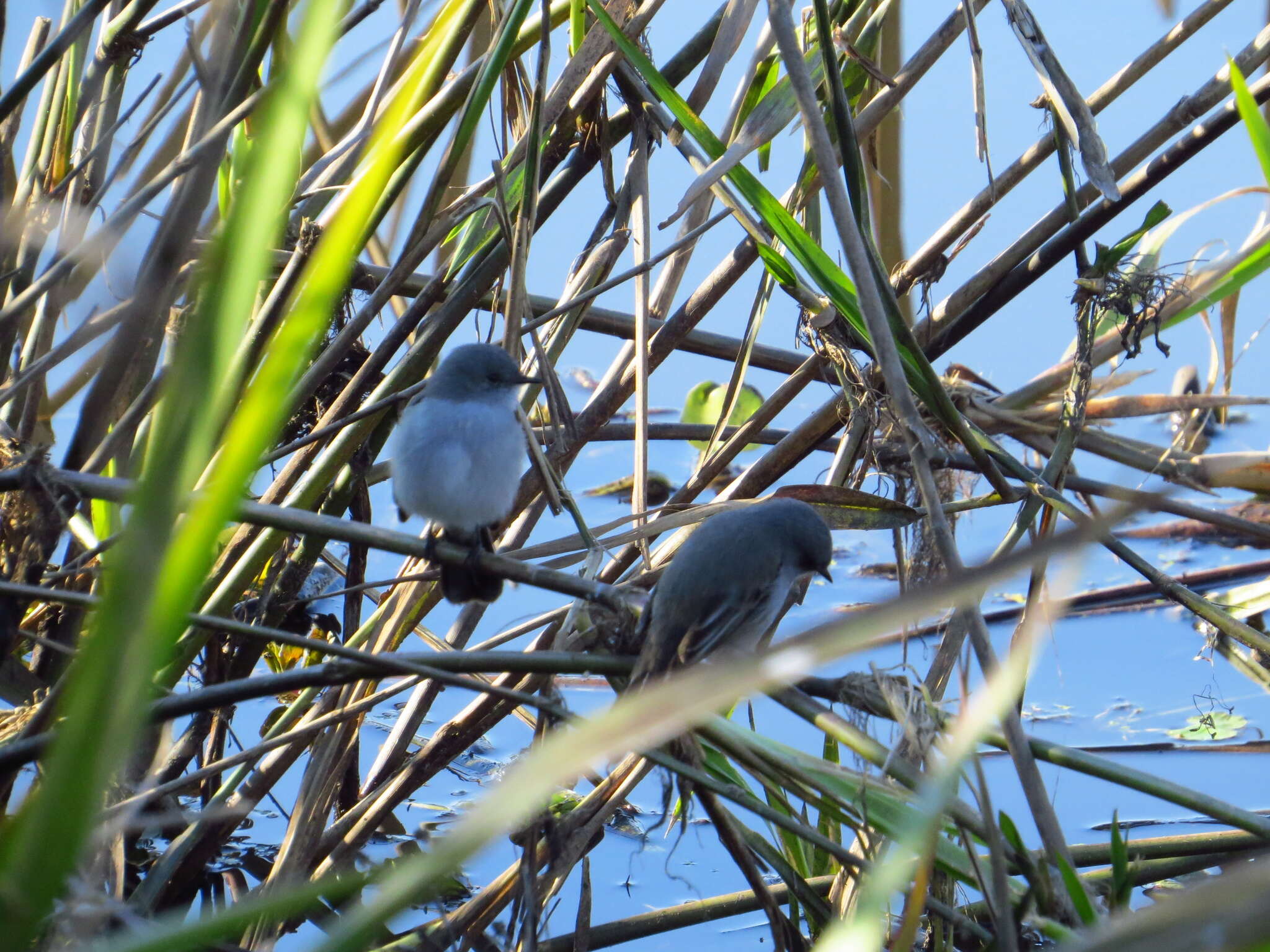 Serpophaga nigricans (Vieillot 1817)的圖片