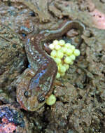 Image of Dusky Salamander