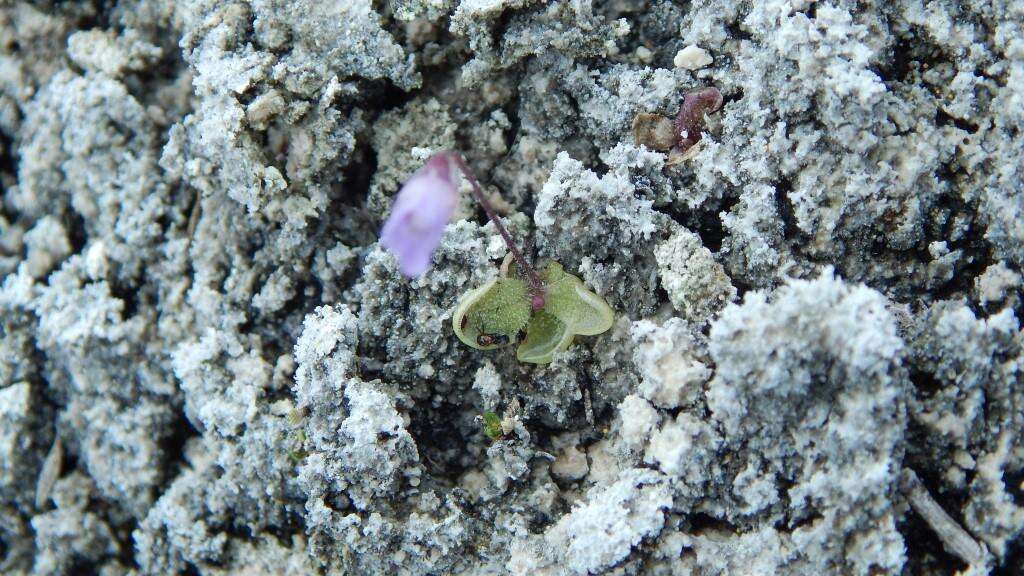 Pinguicula takakii S. Z. Ruiz & J. Rzedowski的圖片