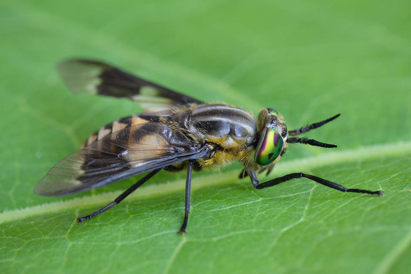 Image of Chrysops divaricatus Loew 1858