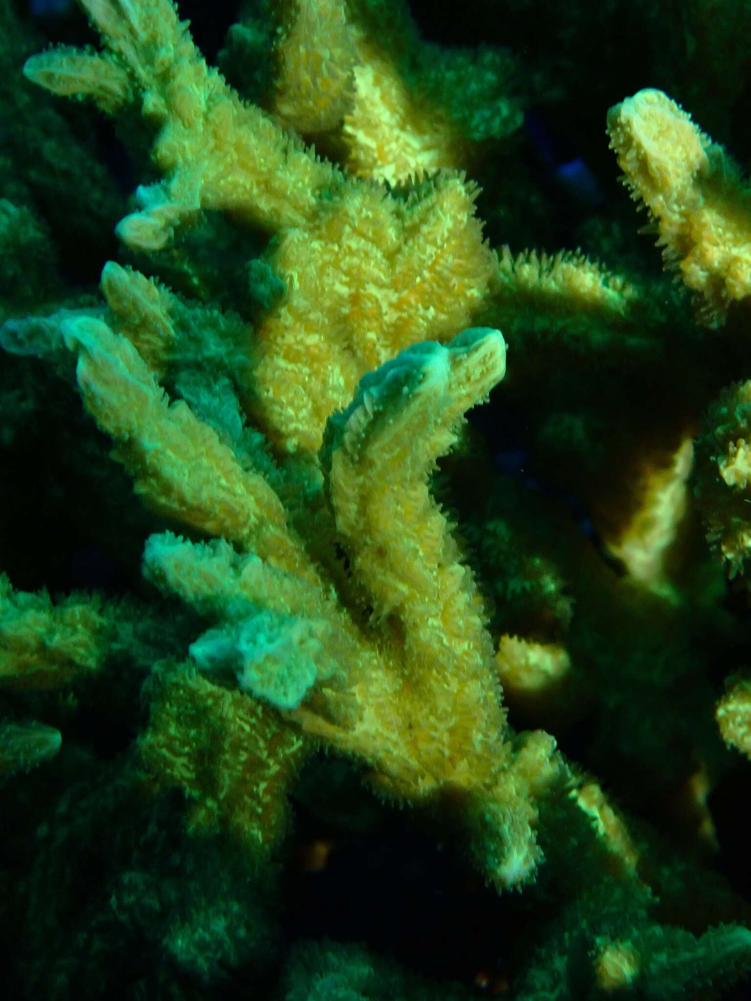 Image of spine coral