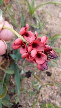 Plancia ëd Indigofera discolor Rydb.