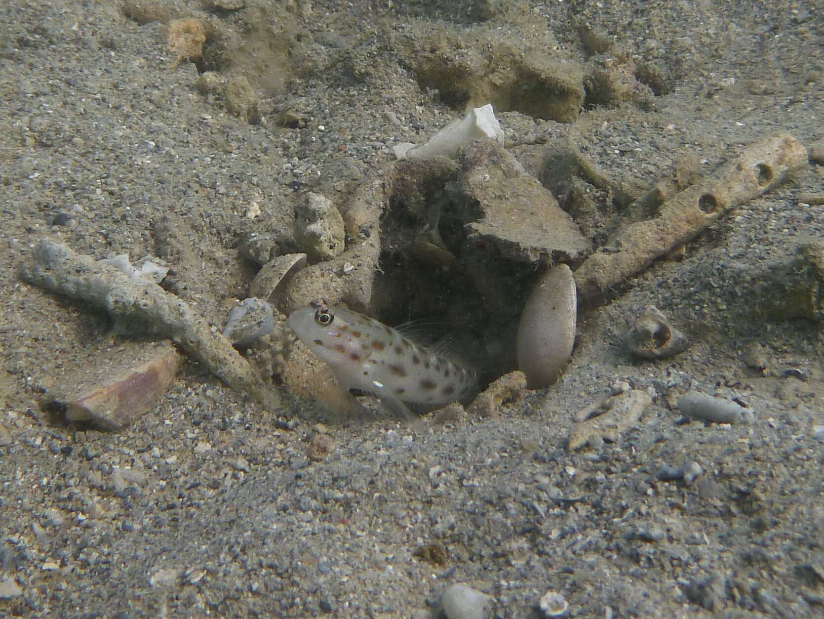 Image of Prawn-goby prawngoby shrimp-goby