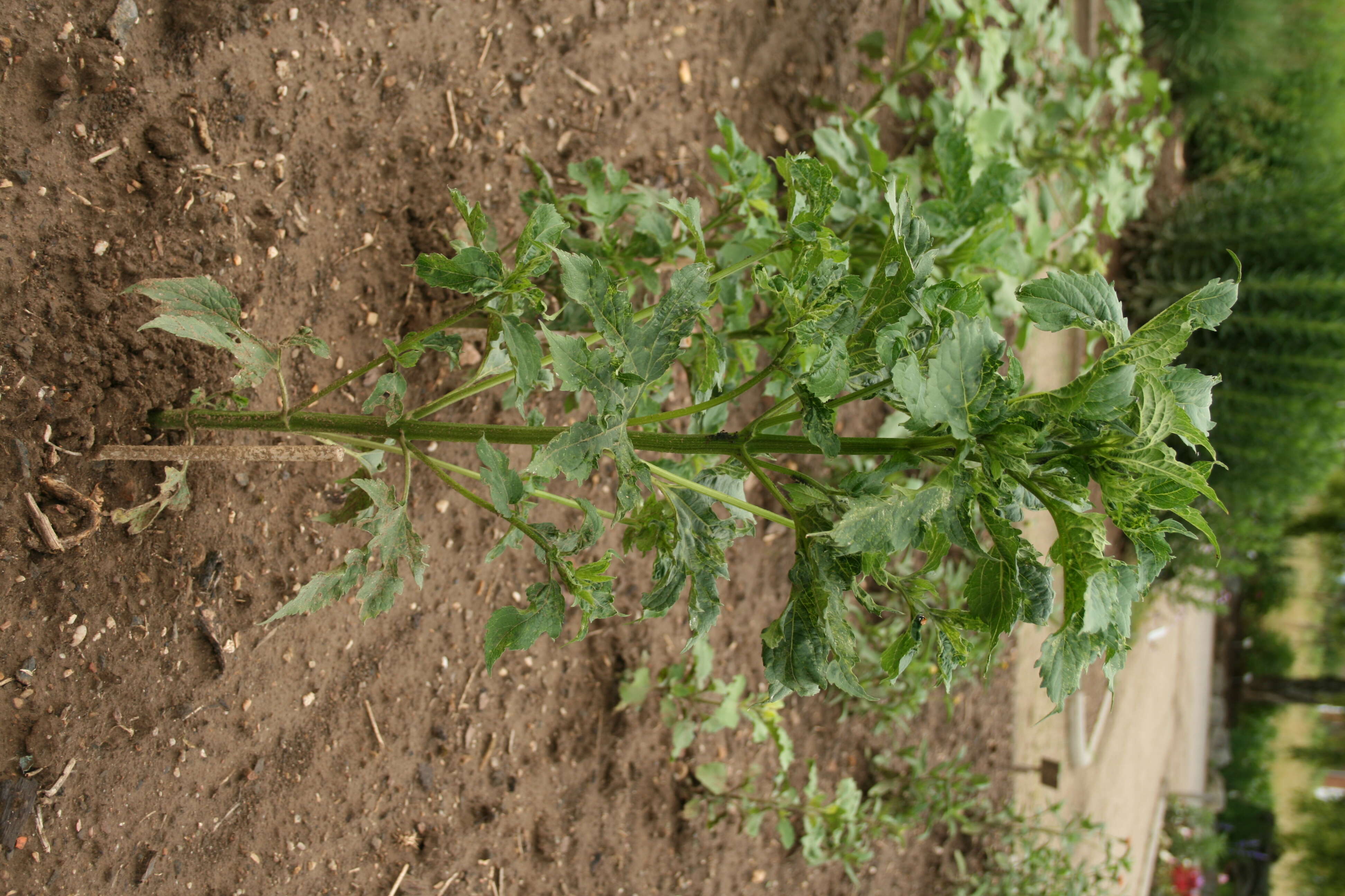 Image of great ragweed