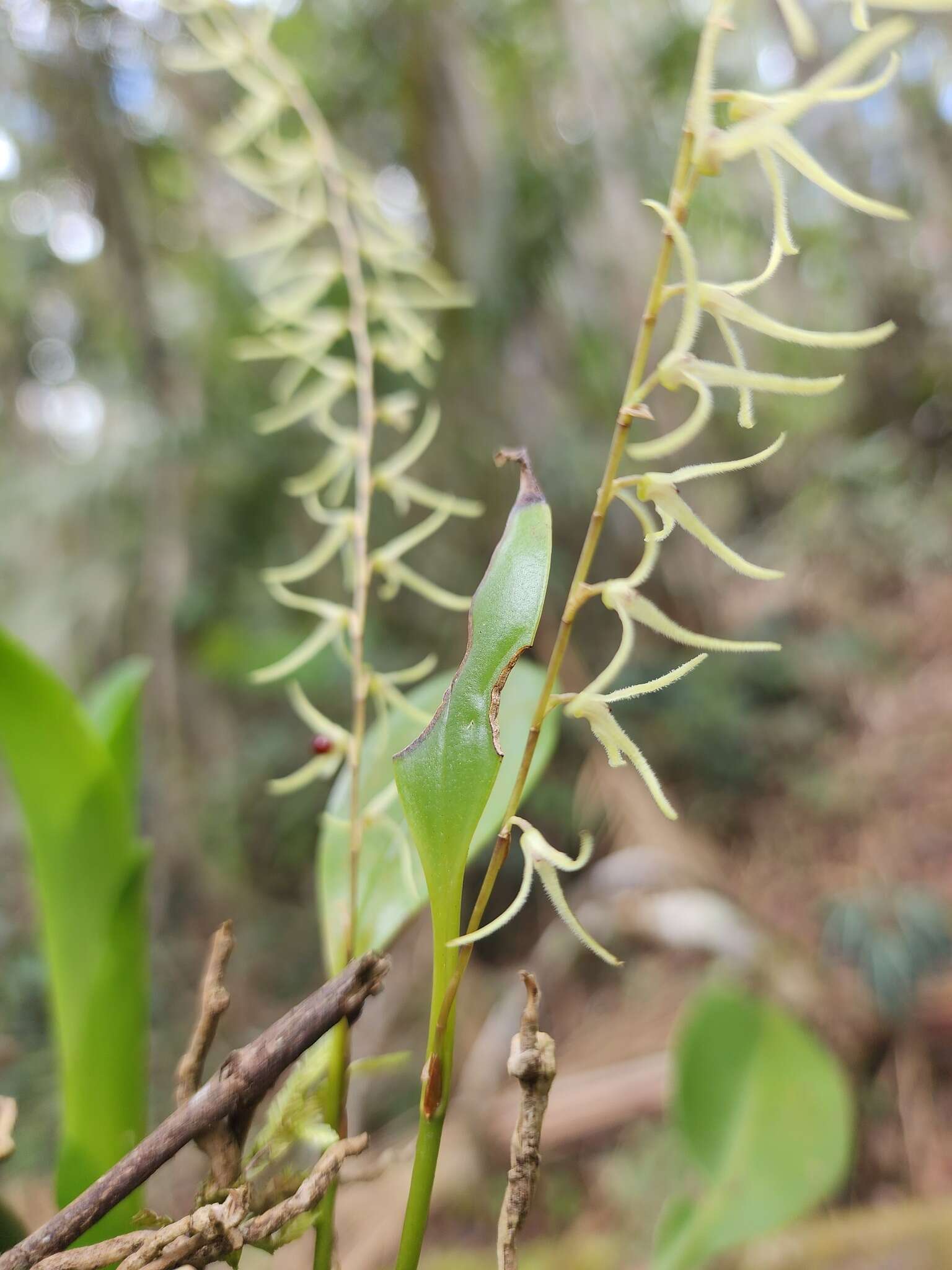 Imagem de Anathallis sclerophylla (Lindl.) Pridgeon & M. W. Chase