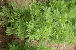 Image of sweet sagewort