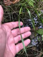 Image of Twisted yellow-eyed grass