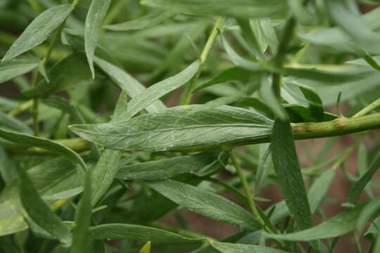 Image of tarragon